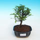 Room bonsai - Zantoxylum piperitum - pepper - 1/4
