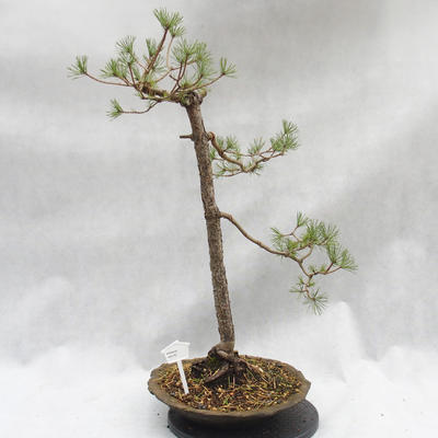 Outdoor bonsai forest -Borovice - Pinus sylvestris - 1