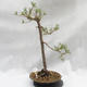 Outdoor bonsai forest -Borovice - Pinus sylvestris - 1/5