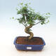Indoor bonsai -Ligustrum chinensis - Bird's beak - 1/3