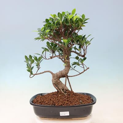 Indoor bonsai - Ficus kimmen - small-leaved ficus - 1