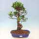 Indoor bonsai - Ficus kimmen - small-leaved ficus - 1/5