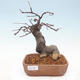 Outdoor bonsai - Pseudocydonia sinensis - Chinese quince - 1/7