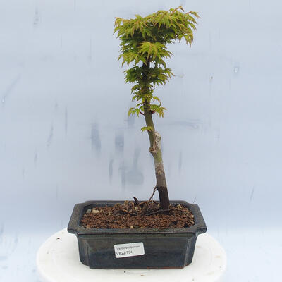 Outdoor bonsai - Acer palmatum SHISHIGASHIRA- Small-leaved maple - 1