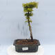 Outdoor bonsai - Acer palmatum SHISHIGASHIRA- Small-leaved maple - 1/3
