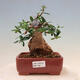 Indoor bonsai - Olea europaea sylvestris - European small-leaved olive oil - 1/7