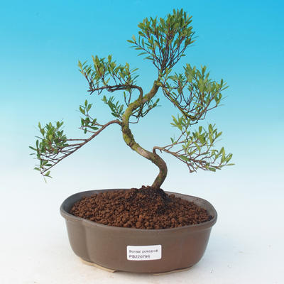 Room bonsai - Syzygium - Pimentovník - 1