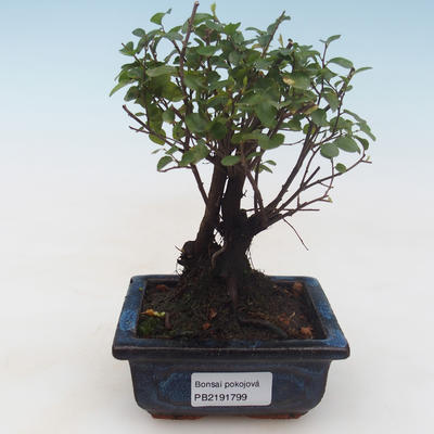 Indoor bonsai - Sagerécie thea - Sagerécie thea PB2191799 - 1