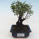 Indoor bonsai - Sagerécie thea - Sagerécie thea PB2191799 - 1/4