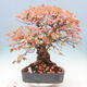 Outdoor bonsai - Carpinus Coreana - Korean hornbeam - 1/5