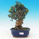Room bonsai - Olea europaea sylvestris -Oliva European drobnolistá - 1/6