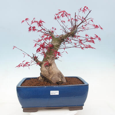 Outdoor bonsai - Maple palmatum DESHOJO - Maple palm leaf - 1