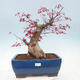 Outdoor bonsai - Maple palmatum DESHOJO - Maple palm leaf - 1/6