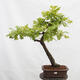 Outdoor bonsai Quercus Cerris - Oak Cer - 1/5