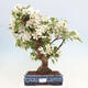 Outdoor bonsai - Malus halliana - Small-fruited apple tree - 1/7