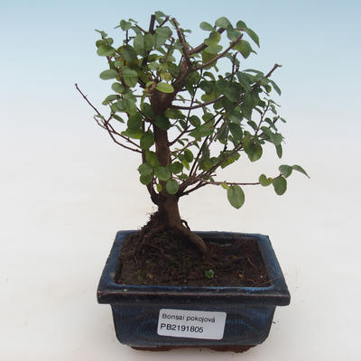 Indoor bonsai - Sagerécie thea - Sagerécie thea PB2191805 - 1