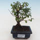 Indoor bonsai - Sagerécie thea - Sagerécie thea PB2191805 - 1/4