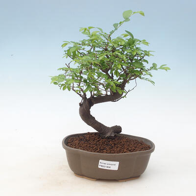 Room bonsai - Ulmus parvifolia - Malolistý elm - 1