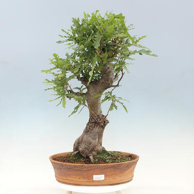 Outdoor bonsai Quercus Cerris - Oak Cer - 1