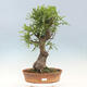 Outdoor bonsai Quercus Cerris - Oak Cer - 1/4