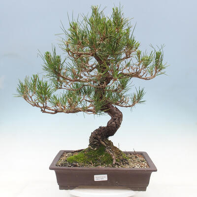 Outdoor bonsai - Pinus thunbergii - Thunbergia pine - 1