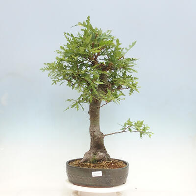 Outdoor bonsai Quercus Cerris - Oak Cer - 1
