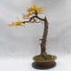 Outdoor bonsai -Modřín opadavý- Larix decidua - 1/7