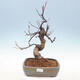 Outdoor bonsai - Pseudocydonia sinensis - Chinese quince - 1/7