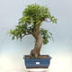 Outdoor bonsai Quercus Cerris - Oak Cer - 1/4