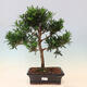 Indoor bonsai - Podocarpus - Stone thous - 1/7