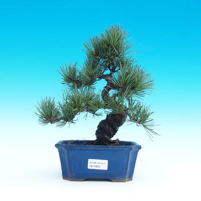 Outdoor bonsai -Pinus-parviflora Pinus parviflora