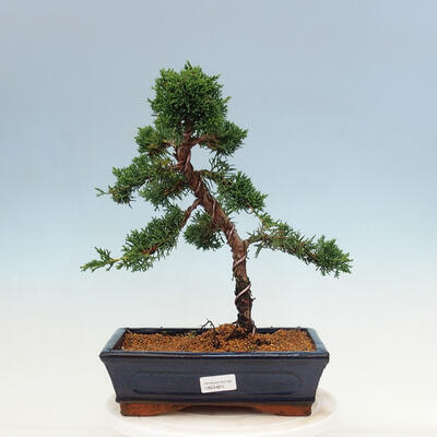 Outdoor bonsai - Juniperus chinensis Kishu-Chinese Juniper - 1