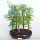Outdoor bonsai -Metasequoi - Chinese metasequoia GLOSSY - 1/3