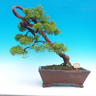 Outdoor bonsai - Juniperus chinensis Chinese -Jalovec - 1