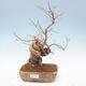 Outdoor bonsai - beautiful Callicarpa - 1/6