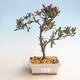 Outdoor bonsai - Rhododendron sp. - Pink azalea - 1/4