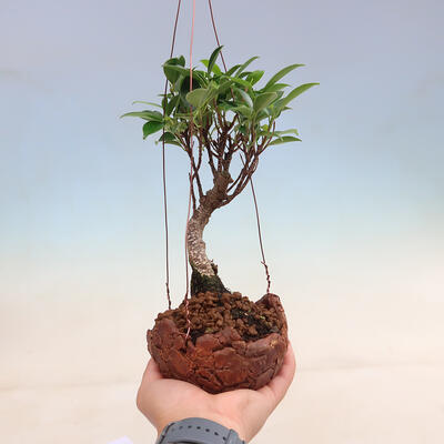 Kokedama in ceramic - small-leaved ficus - Ficus kimmen - 1