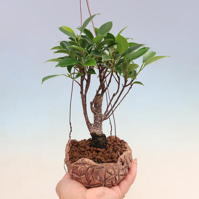 Kokedama in ceramic - small-leaved ficus - Ficus kimmen - 1