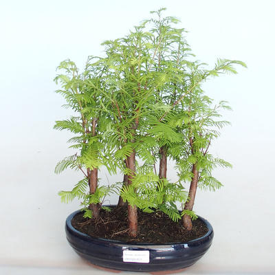 Outdoor bonsai -Metasequoi - Chinese metasequoia GLOSSY - 1