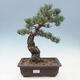 Outdoor bonsai - Pinus parviflora - small-flowered pine - 1/4
