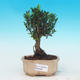 Room bonsai - Buxus harlandii - 1/4