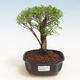 Indoor bonsai - Serissa foetida - Tree of a Thousand Stars - 1/2