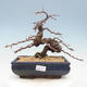 Outdoor bonsai -Larix decidua - Larch - 1/5