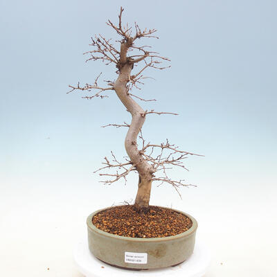 Outdoor bonsai -Carpinus CARPINOIDES - Korean Hornbeam - 1