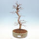 Outdoor bonsai -Carpinus CARPINOIDES - Korean Hornbeam - 1/5