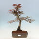 Outdoor bonsai - Acer palmatum Atropurpureum - Red palm maple - 1/4