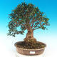 Indoor bonsai - Olea europaea sylvestris -Oliva european tiny - 1/6