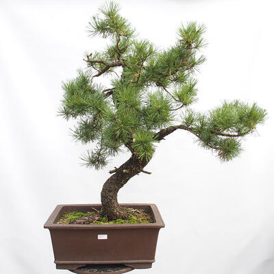 Outdoor bonsai - Mud pine - Pinus uncinata - 1