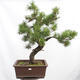 Outdoor bonsai - Mud pine - Pinus uncinata - 1/5