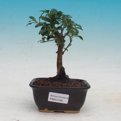 Room bonsai - Australian cherry - Eugenia uniflora - 1